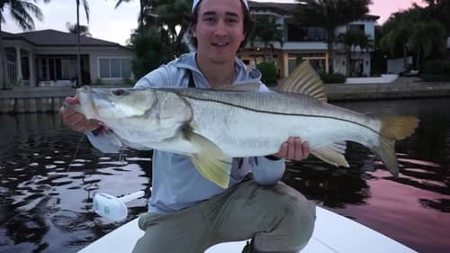 Snook on Top