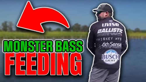 Topwater Bass Fishing Masterclass - (Lee Livesay, Brandon Cobb, and Pete Gluszek)