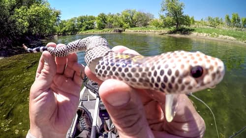 Can The Snake Lure Catch A River Monster?