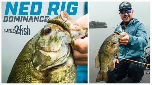 Mastering the Ned Rig in Shallow Water with David Dudley