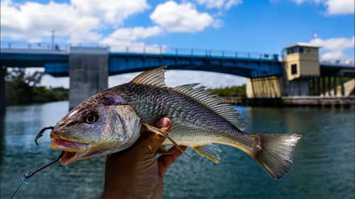 Using Giant Bait and a $1,100 Reel To Catch Bridge Monsters