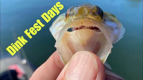 What Catching Only Weenie Size Bass Tells You…