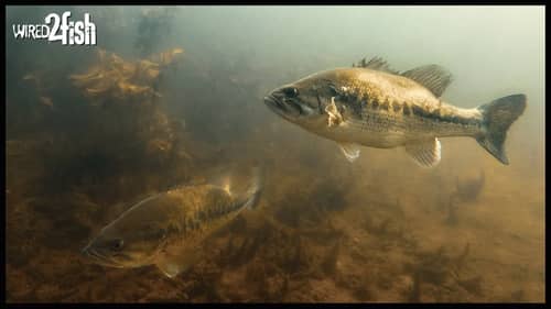 Where to Find Bass in the Spring | Underwater 🎥
