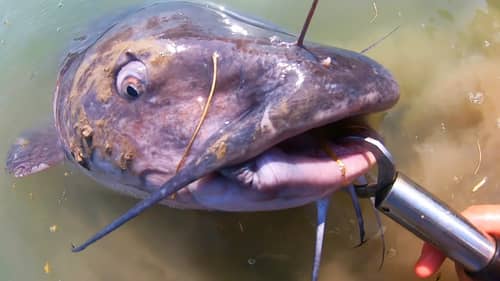 This GIANT CATFISH was in a CITY POND??!