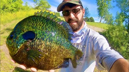 BLUEGILL that are BIGGER than a FRYING PAN!!