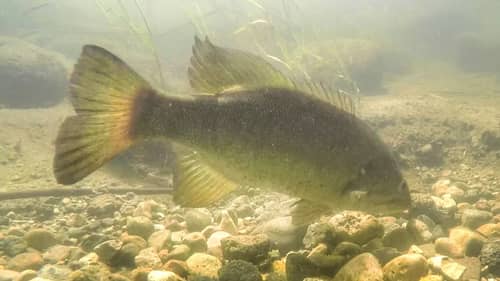 One More For The Road (Bed Cam Smallie)