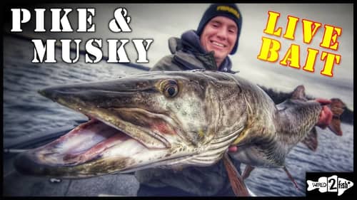 How to Live Bait Rig Late Fall Pike and Musky