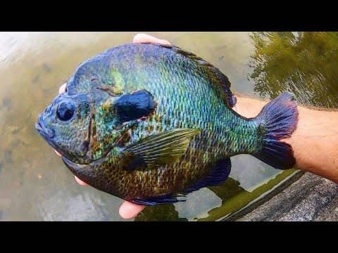 The most INSANE BLUEGILL I’ve EVER SEEN!!