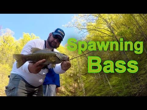 Fishing for Spawning Smallmouth Bass