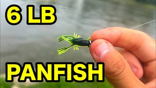 6 LB PANFISH caught MICRO FISHING!!