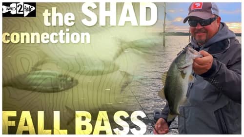 The Fall Shad-Bass Reservoir Connection