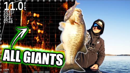 Watch these Double Digit Bass go into a FEEDING FRENZY!! (Livescope Recording)