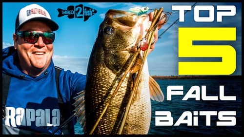Top 5 Essential Fall Bass Fishing Baits | When to Use Each