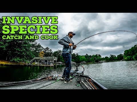 INVASIVE SPECIES Catch and Cook on ULTRA CLEAR Lake!!