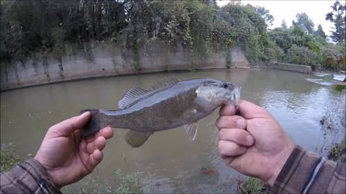 *INSANE* Catch While Creek Fishing For Small Mouth BASS ||BEER AT THE PUB||