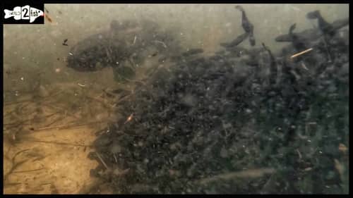 Intriguing Underwater 🎥 of Fish Rearing its Young -- Name the Species