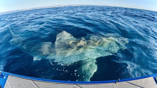 The BIGGEST SHARK I Have Ever Seen - Great White Circles My Boat