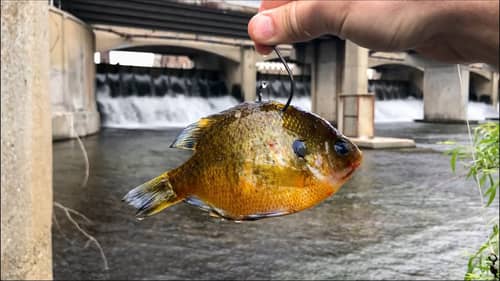I DID NOT want to Catch this fish at this HIDDEN SPILLWAY...