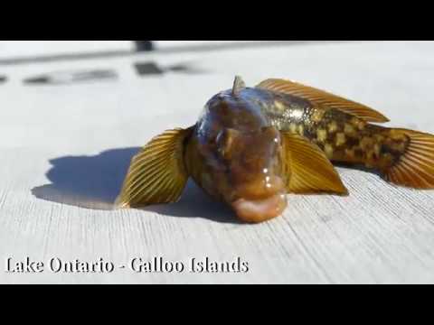 Big Smallmouth Dreams Part 7 - Fall 2016 on Lake Ontario