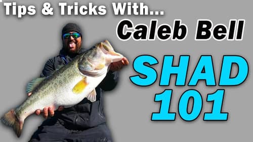 HOW To Target BIG SCHOOLING BASS With @BassQuest