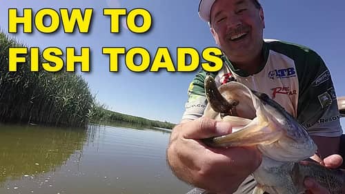 How To Fish Toads For Bass (The Best Ways) | Bass Fishing