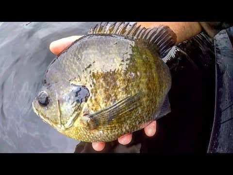 Fishing COLD WATER for HUGE BLUEGILL!