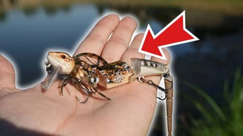 I Went Fishing With This WEIRD Lizard Lure (Chasebaits Frillseeker)