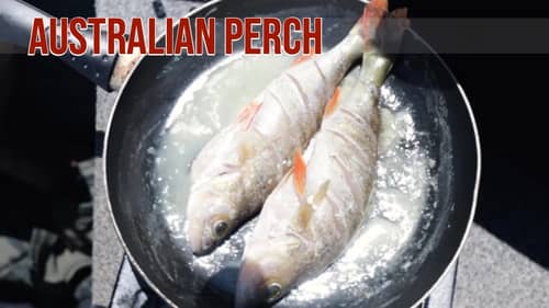 Redfin Perch Catch & Cook Blowering Dam Australia