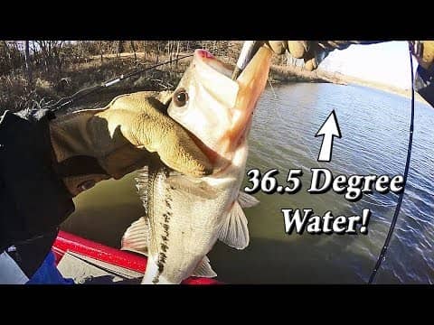 Bass fishing with JERKBAITS in 36.5 degree water! AM I CRAZY??