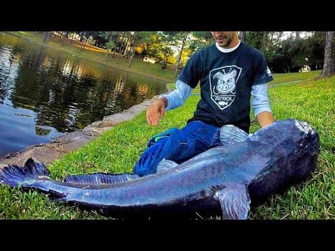 MONSTER CATFISH from a POND!!
