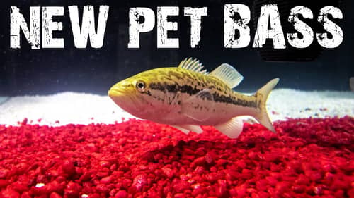 Catching A PET LARGEMOUTH BASS For My New FISH TANK! Help Me Name Him!