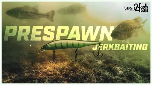 Prespawn Bass Fishing with Jerkbaits | Timing, Locations and Best Baits