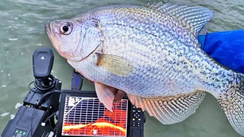 Fishing for 3LB CRAPPIE on Brush and Stumps with JIGS!