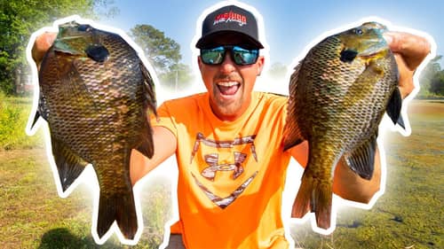 Easy Bluegill Fishing! Catch Loads For Dinner or Stocking Your Pond!