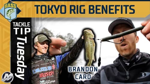 Why Brandon Card uses the Tokyo Rig during spring fishing (Better than Texas Rig?)