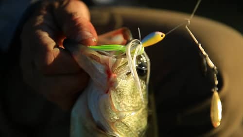 Spinnerbait Fishing Tips for Bass with Mike Iaconelli