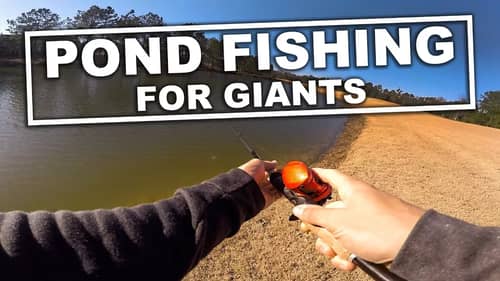 Pond Fishing for GIANTS - Ep.1