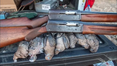 Dove Hunting with Old Humpback Shotguns
