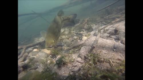 Catching Spawning Bass Underwater Video