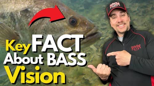 Knowing This About Bass Vision Will Change How You Fish