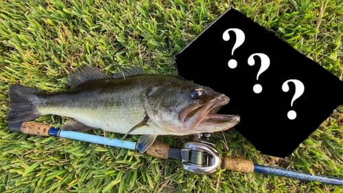 Mysterious Bass Fishing Tackle Box Lures Catch GIANT Bass