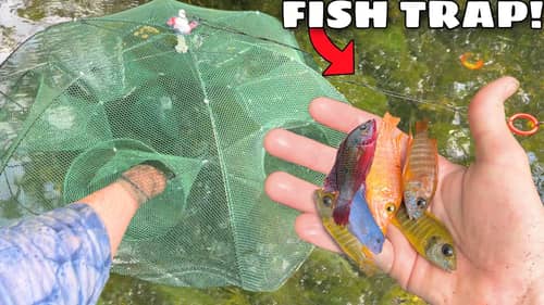 Fish Trap CATCHES Exotic FISH in TINY CREEK For New Pond!