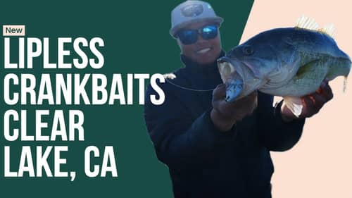 Lipless Crankbait Fishing on Clear Lake, California