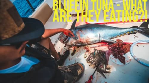 Bluefin Tuna Fishing in Southern California!  Topwater explosion!