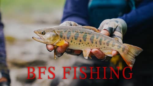 Search Replaced Fishing Videos on
