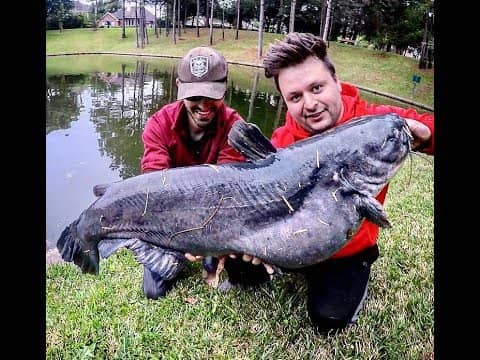 50lb+ BLUE CATFISH caught out of a POND!