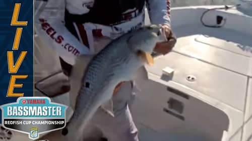 Schlapper plagued with big Redfish oversized fish