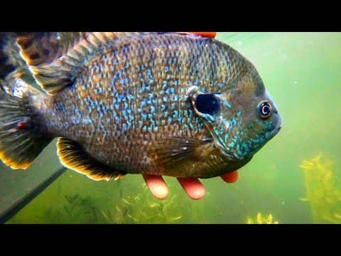 The BEST LURE for HUGE BLUEGILL!