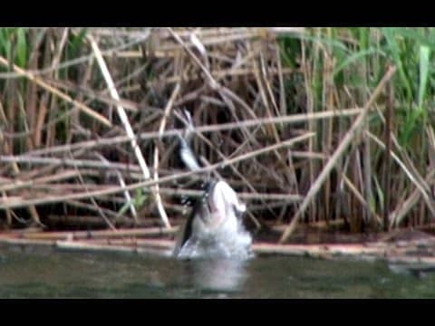 Top 10 Topwater Frog Strikes By BamaBass. Big Bass Blowups!