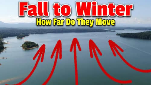How FAR Will Bass MOVE From FALL To WINTER